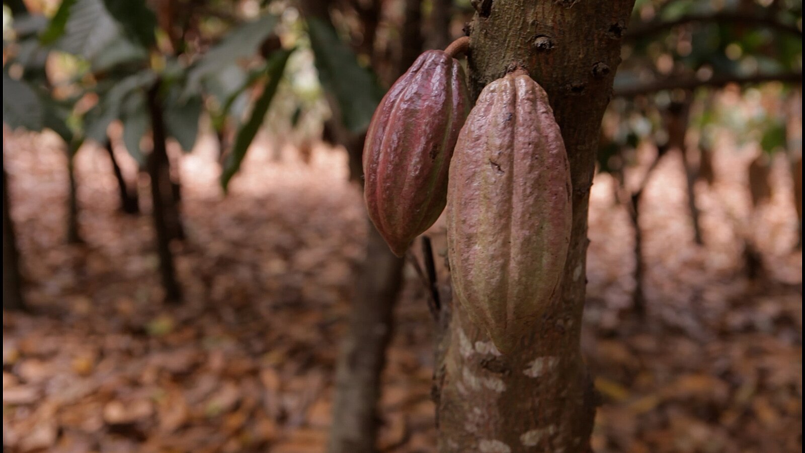 Ivory Coast Cocoa Strike Passes 30 Days