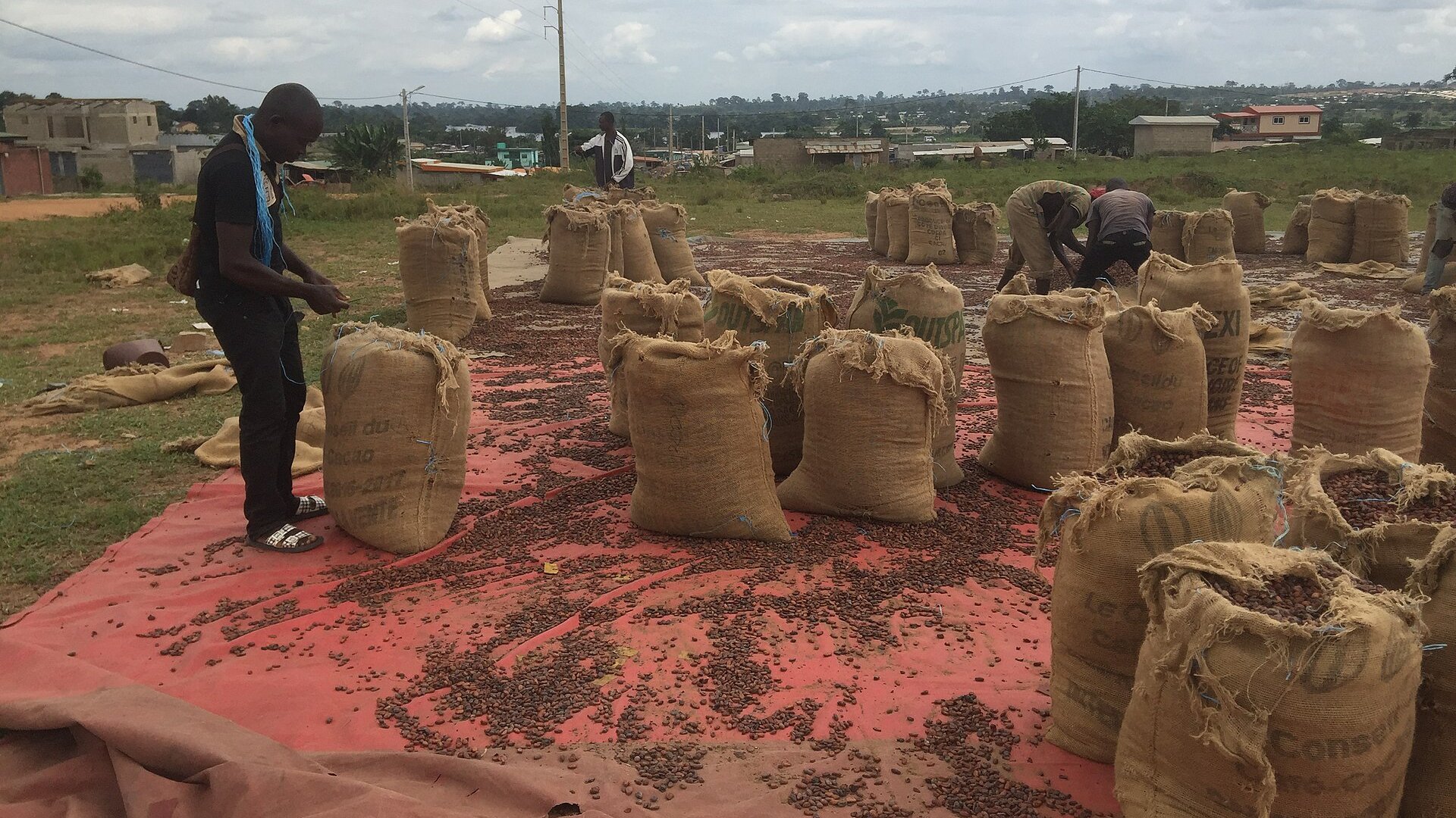 Workers filling jute sacks with dried cocoa beans spread on red tarpaulins in the open at Soubre, Ivory Coast