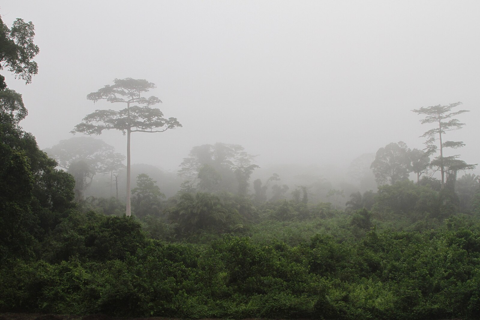 Ivory Coast neighbourhood: rainforest in the mist in Taï National Park, south-west Ivory Coast