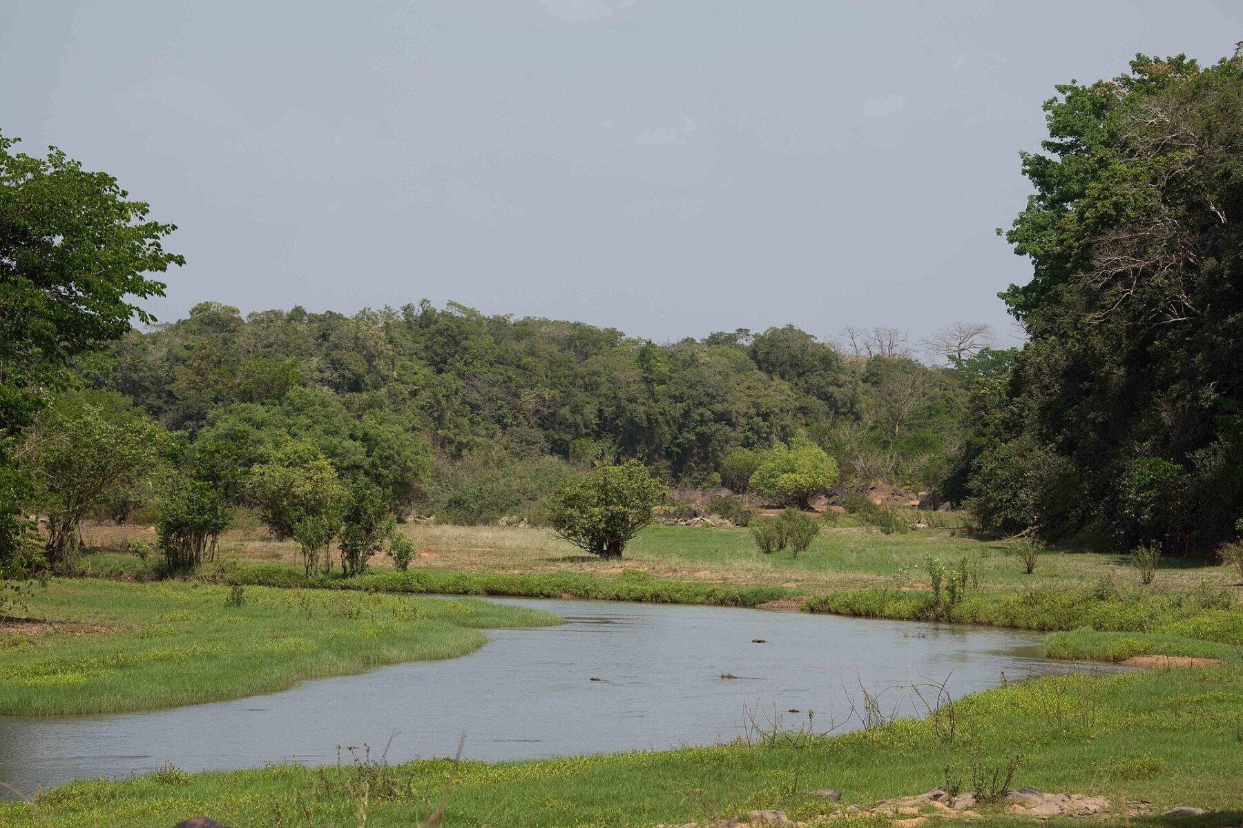 The Comoé River and its green wetlands in Comoé National Park in north-eastern Ivory Coast