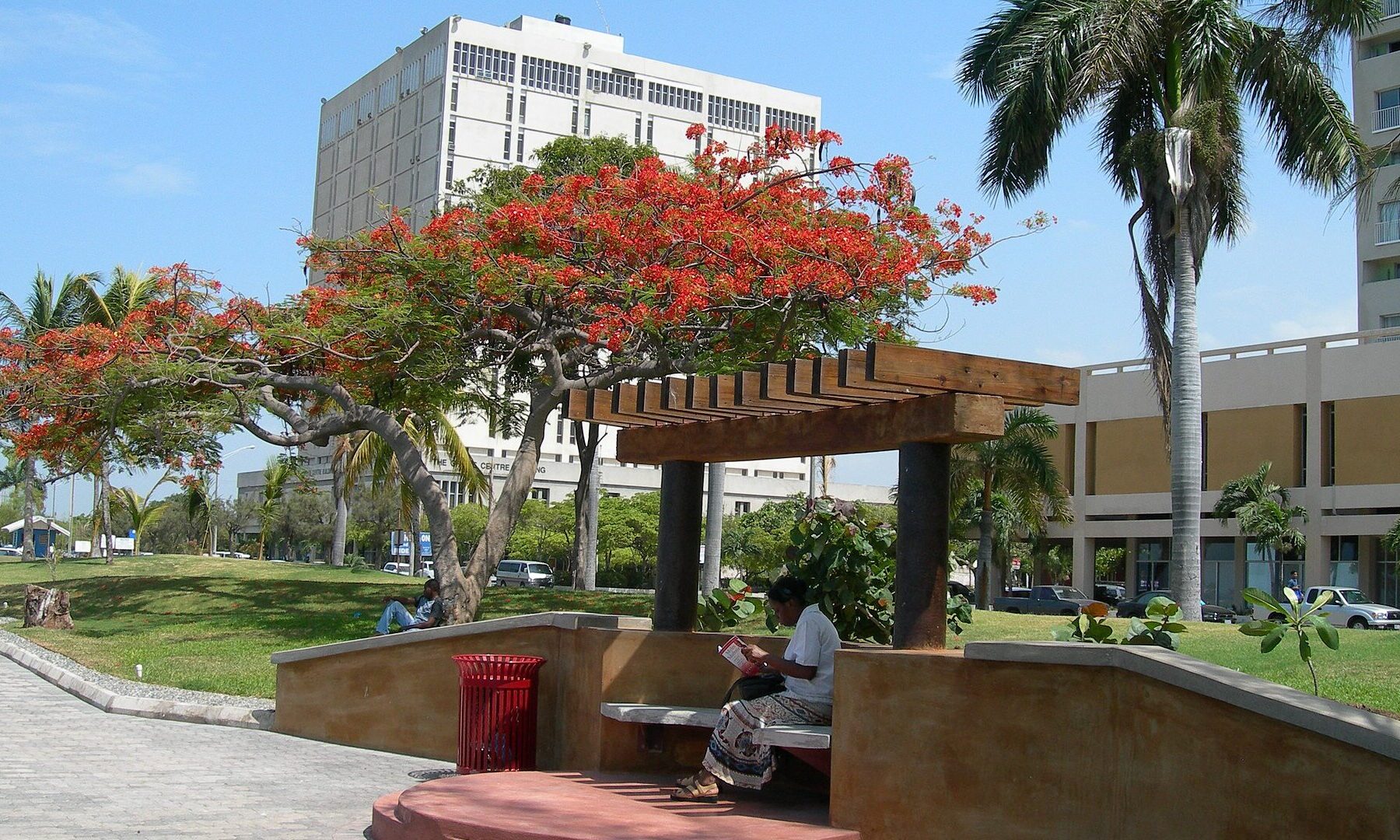 Red flowering poinciana tree and a pavilion in Kingston's waterfront park in Jamaica, with an office block behind