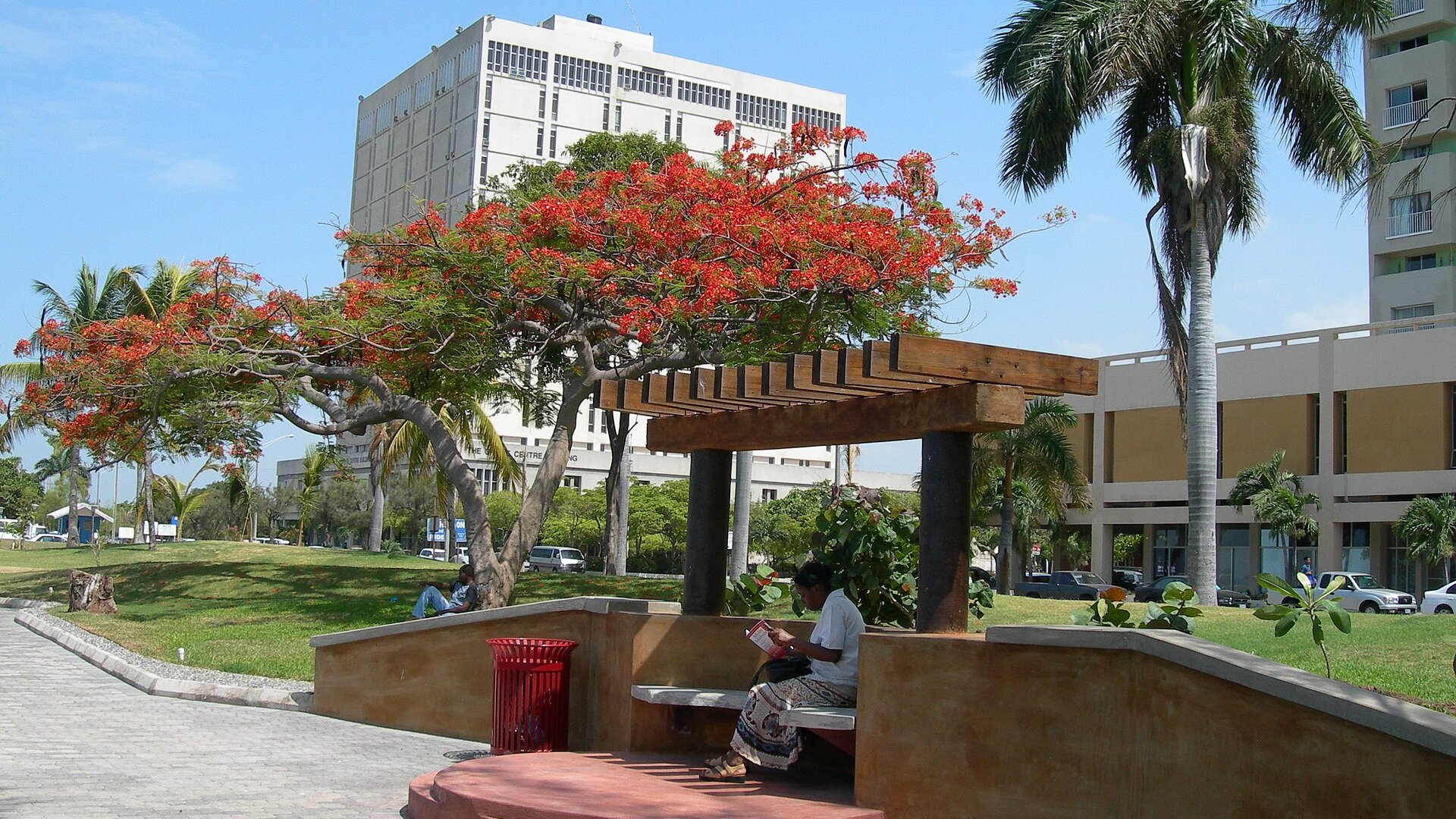 Red flowering poinciana tree and a pavilion in Kingston's waterfront park in Jamaica, with an office block behind