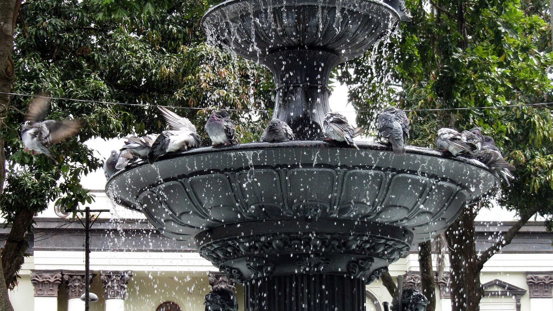 Pigeons on the cast-iron fountain in the Parque Central of Alajuela, Costa Rica, with trees and a white building behind