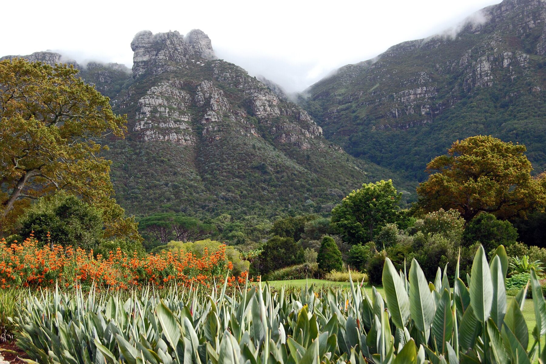 Table Mountain rising above the gardens at Kirstenbosch in Cape Town, where KALEO plays on 4 February 2027
