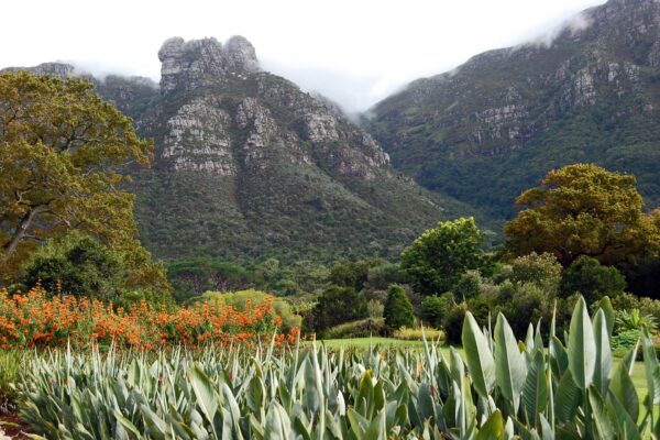 Table Mountain rising above the gardens at Kirstenbosch in Cape Town, where KALEO plays on 4 February 2027