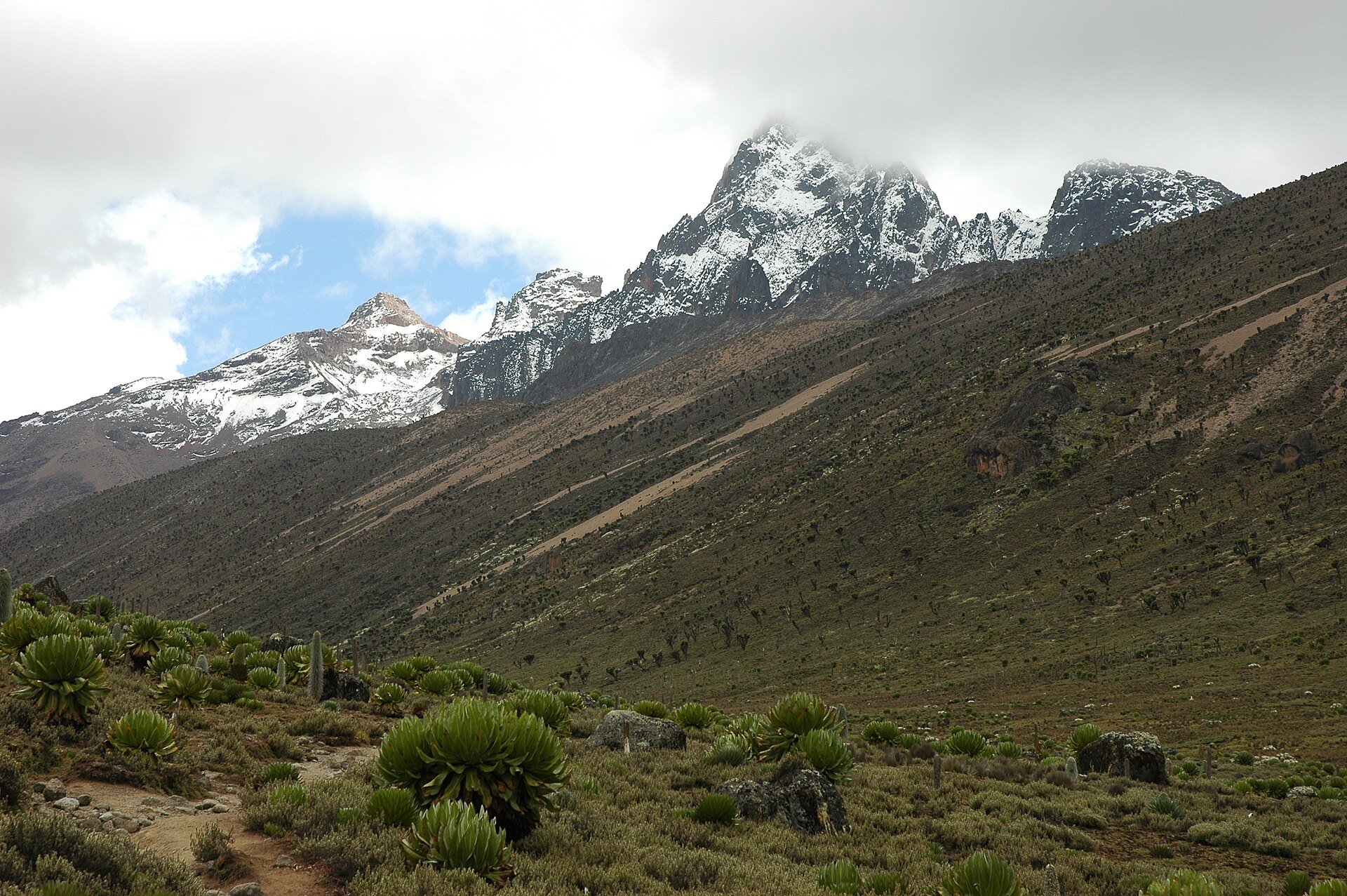 Snow-capped peaks of Mount Kenya above a valley with giant highland plants