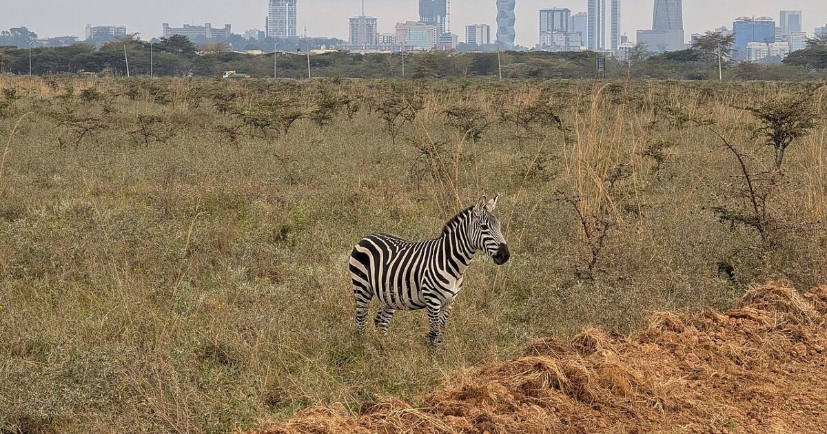 A zebra stands on grassland in Nairobi National Park with the skyline of Nairobi's city centre behind it.