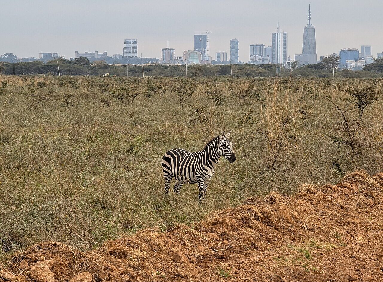 A zebra stands on grassland in Nairobi National Park with the skyline of Nairobi's city centre behind it.