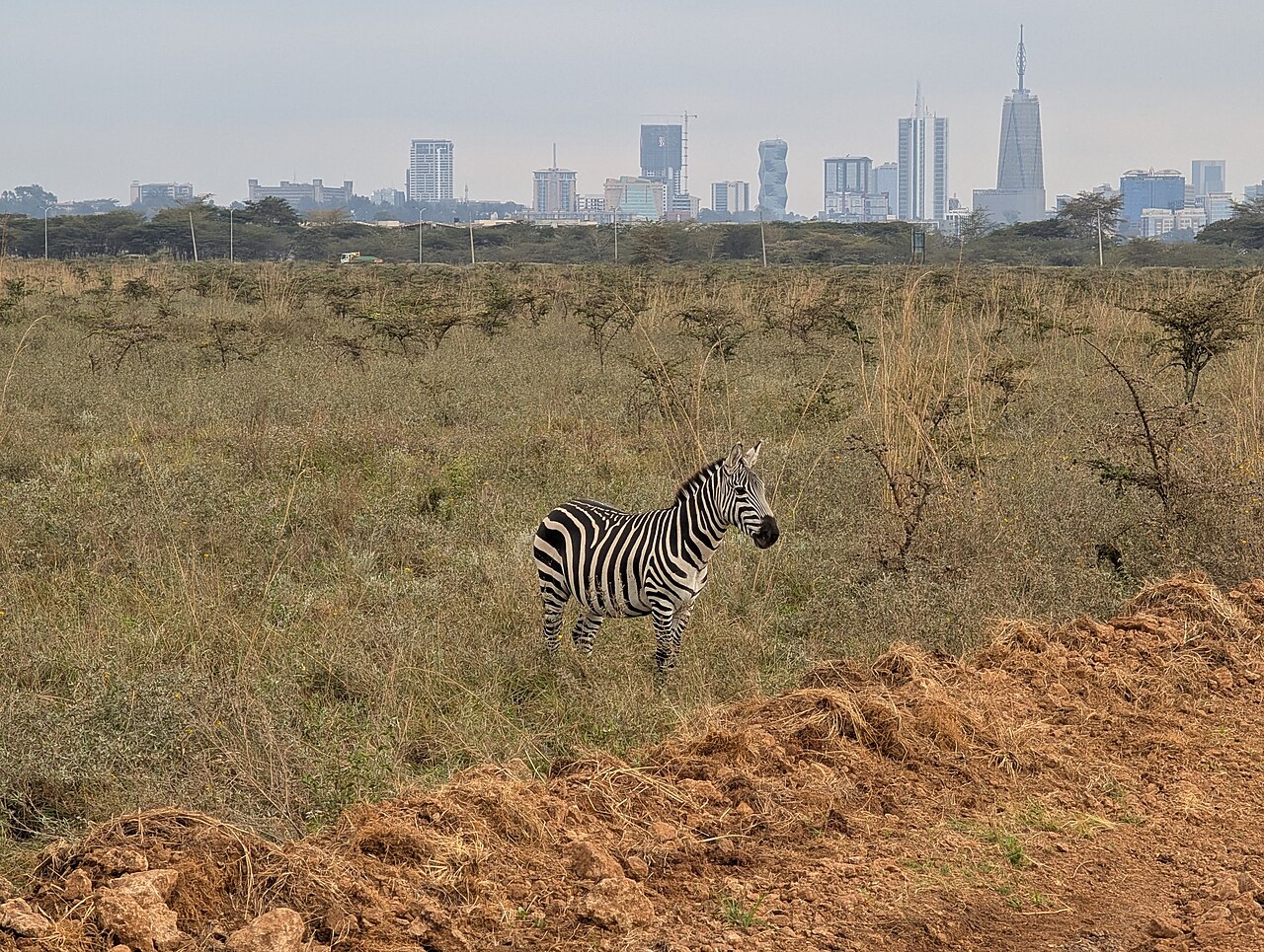 A zebra stands on grassland in Nairobi National Park with the skyline of Nairobi's city centre behind it.