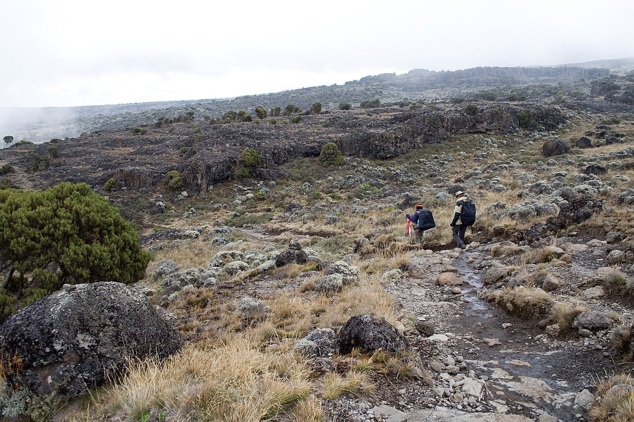 Two climbers walk a rocky trail across heath and grass on the Shira Plateau of Mount Kilimanjaro under low cloud