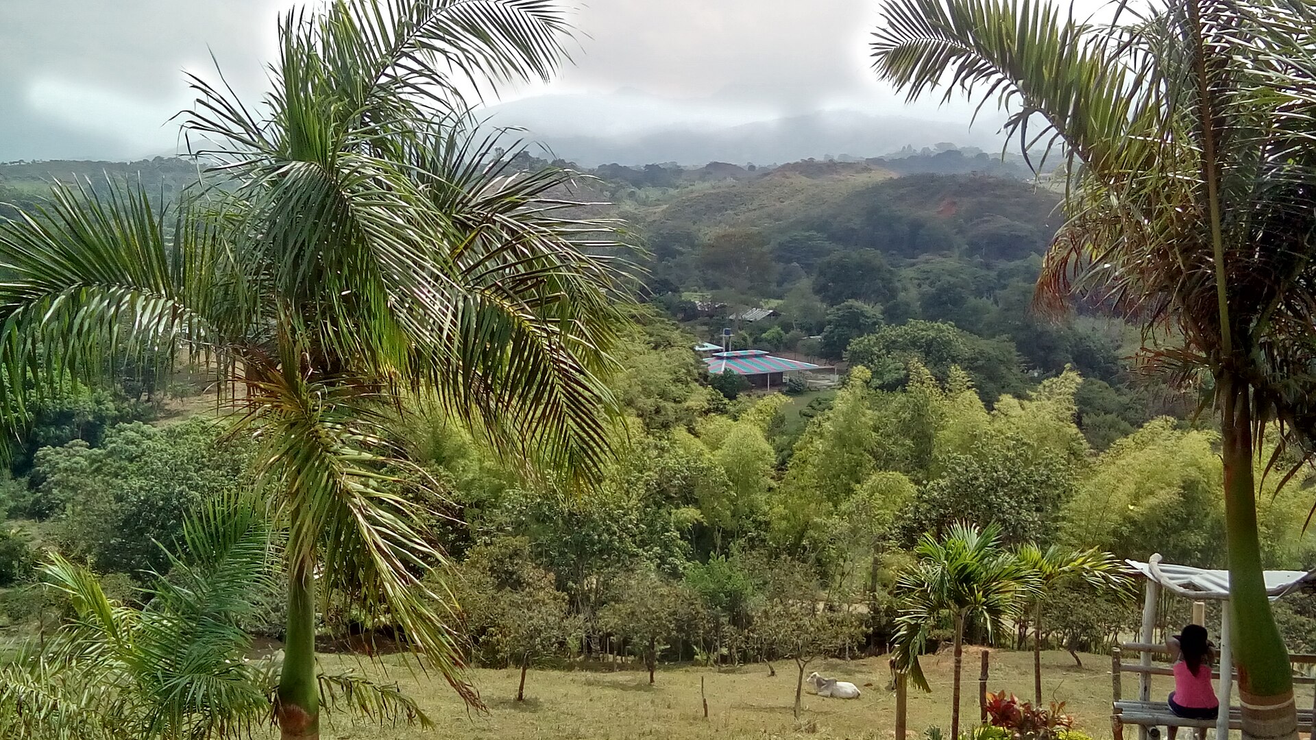 Green hills and palm trees on the outskirts of Santander de Quilichao in Colombia's Cauca department