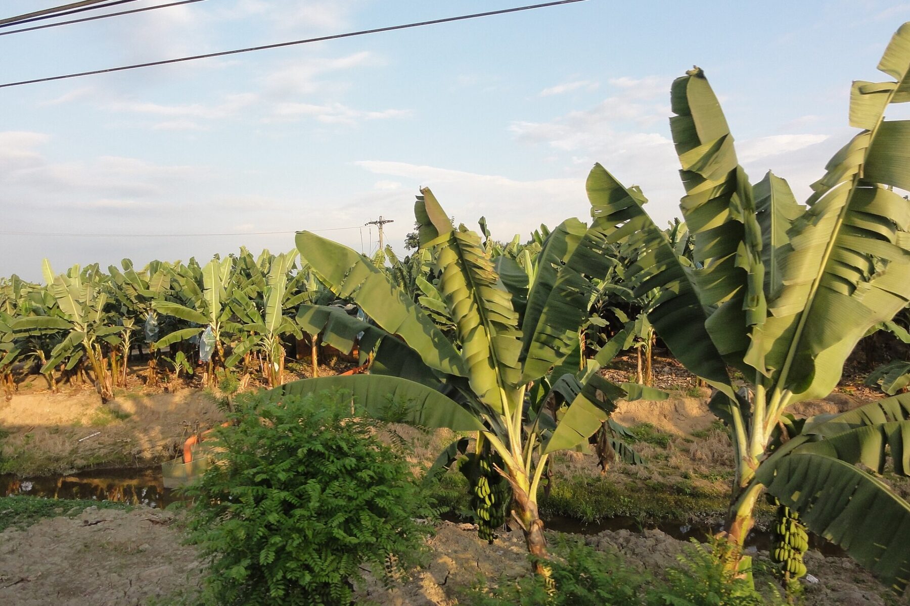 Banana plants in rows on a plantation in Ecuador under a pale blue sky, with power lines above