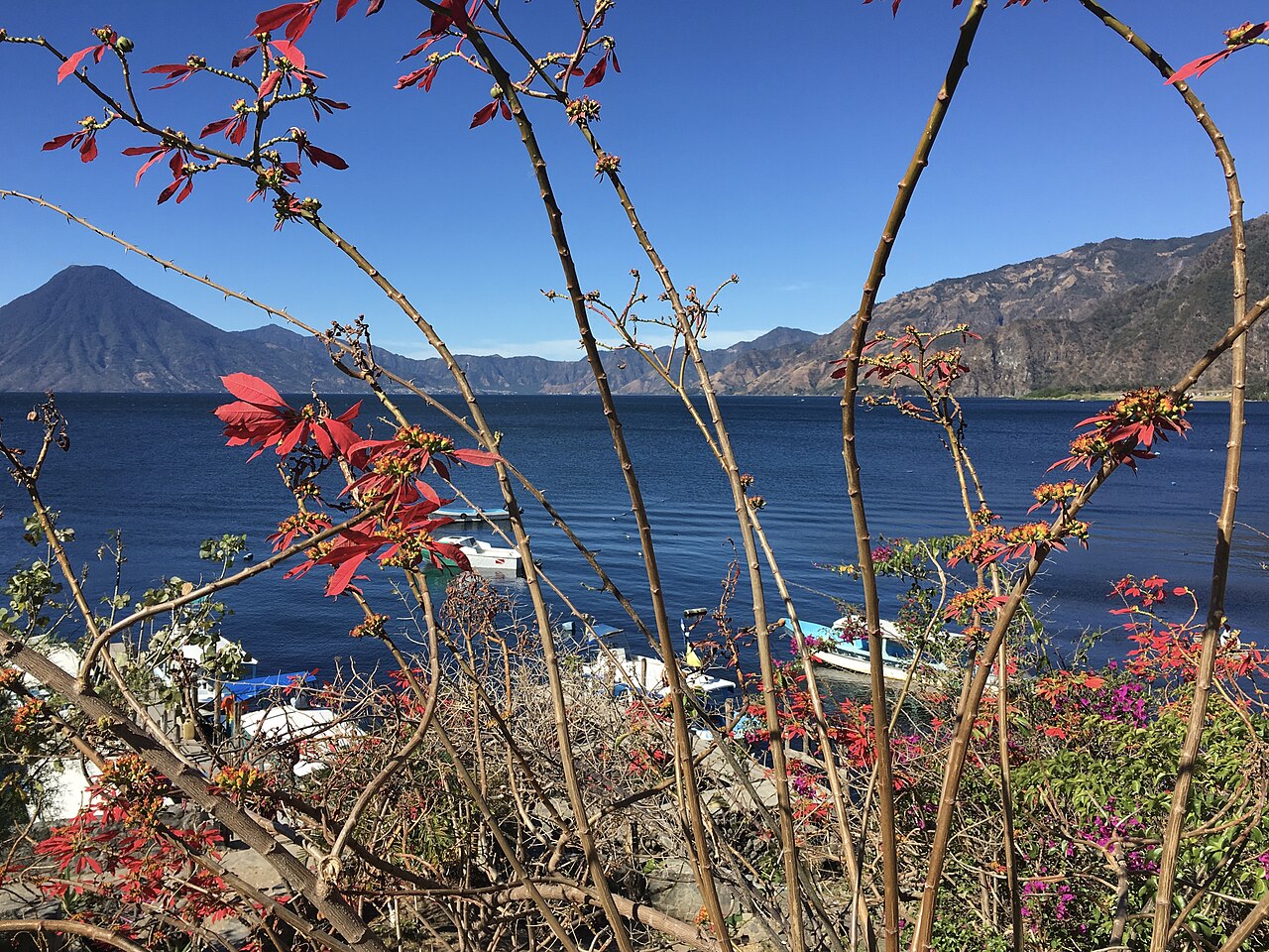Blue water of Lake Atitlán with small boats near the shore and the cone of San Pedro volcano behind, framed by red poinsettia branches