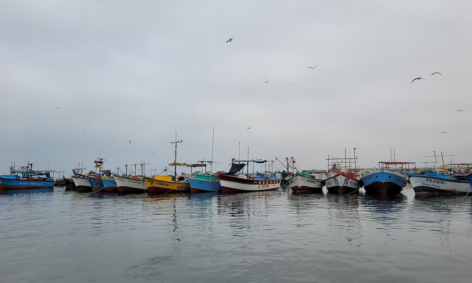 Colourful fishing boats moored in a calm harbour at Paracas under an overcast sky with gulls overhead