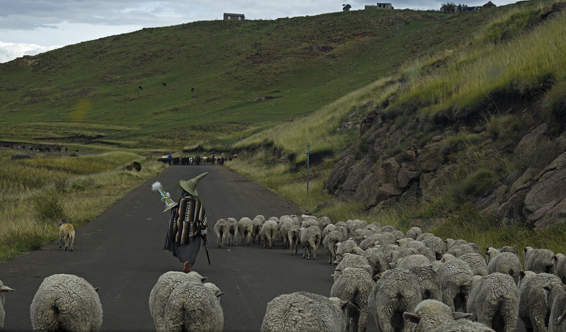 Basotho herder guiding a flock of sheep in the Lesotho highlands near Semonkong