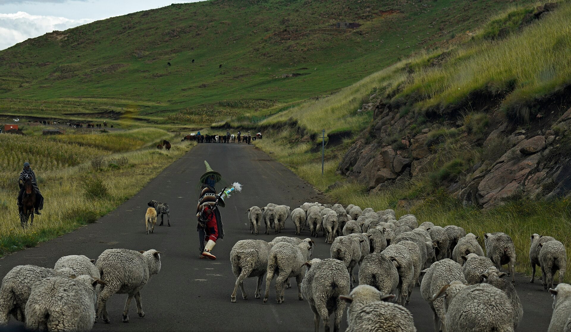 Basotho herder and flock of sheep on a road near Semonkong, Lesotho