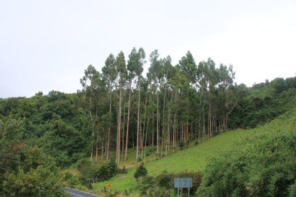 Tall eucalyptus trees on a green hillside beside a road on Quinchao island in southern Chile under an overcast sky