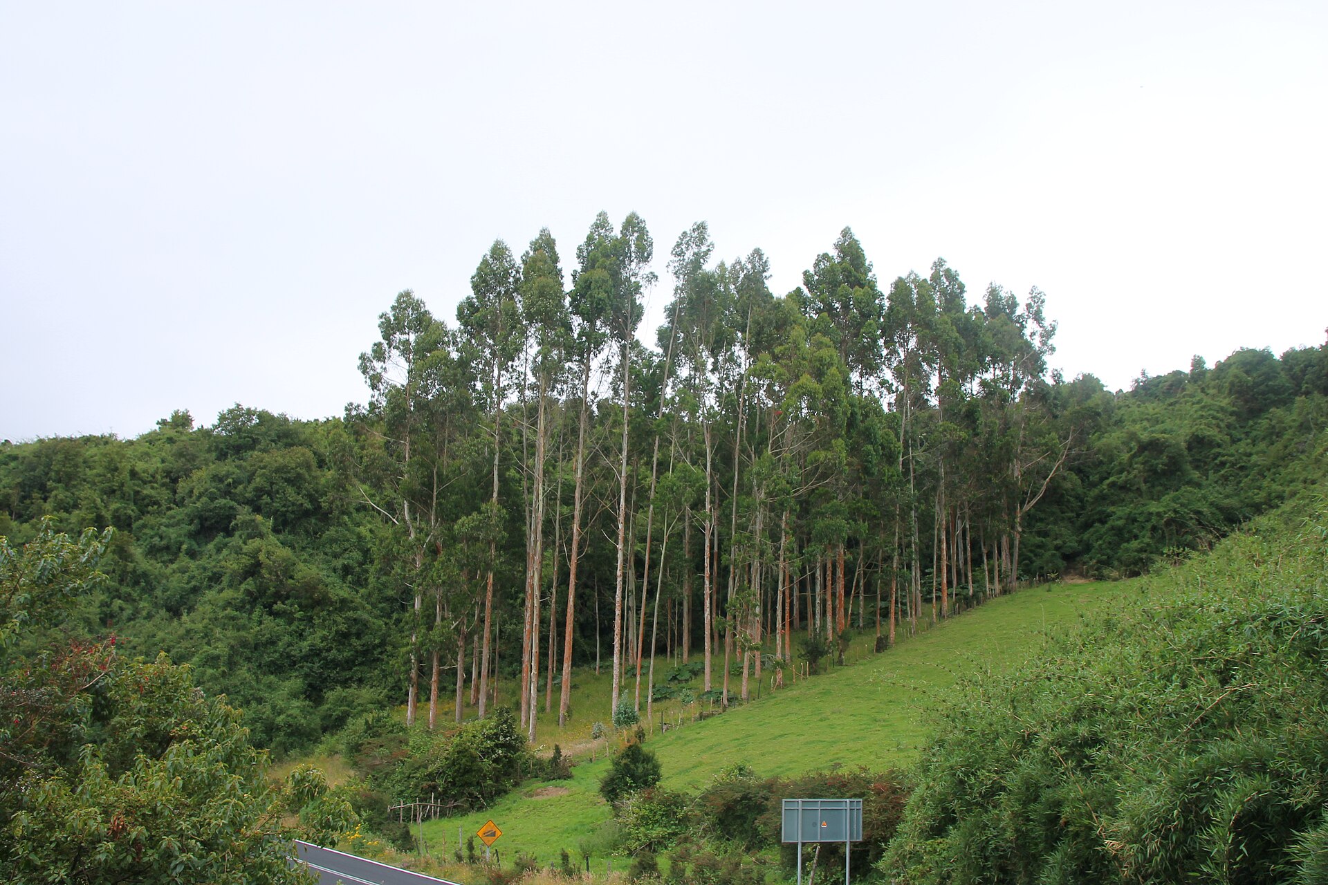 Tall eucalyptus trees on a green hillside beside a road on Quinchao island in southern Chile under an overcast sky