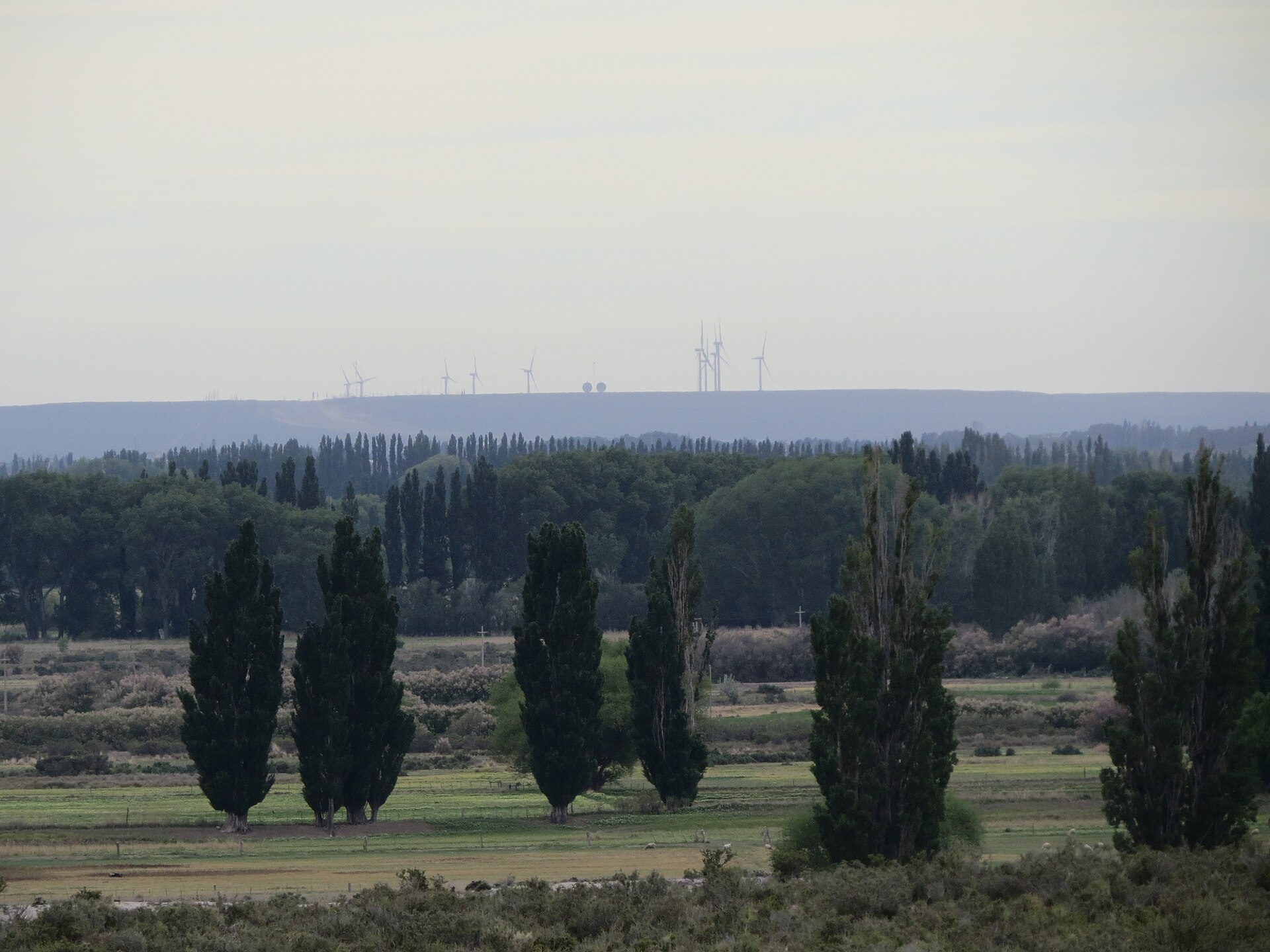 Rows of tall poplar trees and green fields in the foreground with a line of wind turbines on a distant plateau under a grey sky