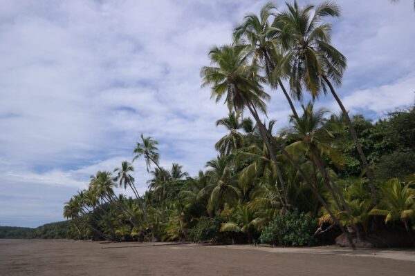 Palm trees leaning over a dark-sand beach on Costa Rica's Pacific coast under a cloudy sky