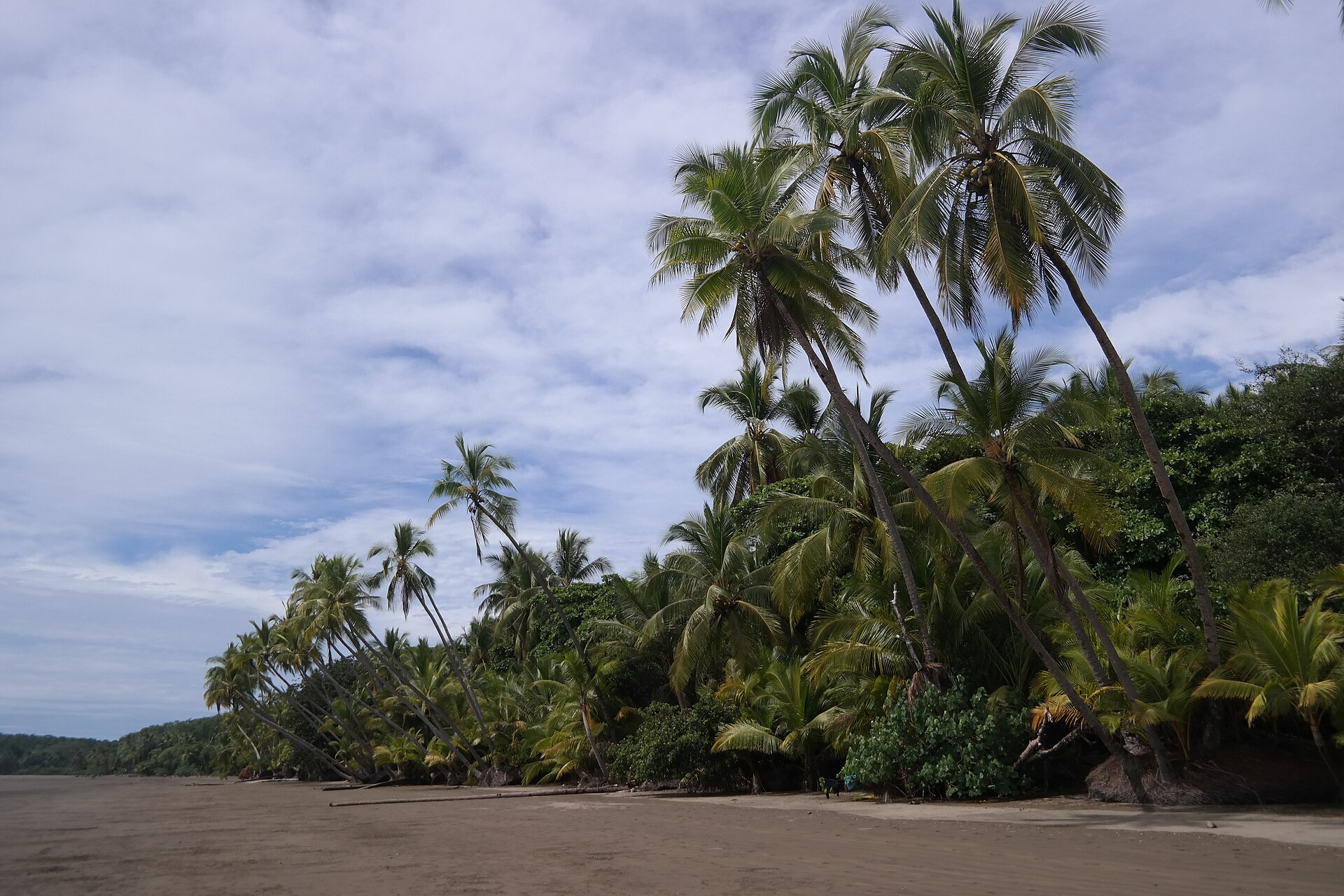 Palm trees leaning over a dark-sand beach on Costa Rica's Pacific coast under a cloudy sky