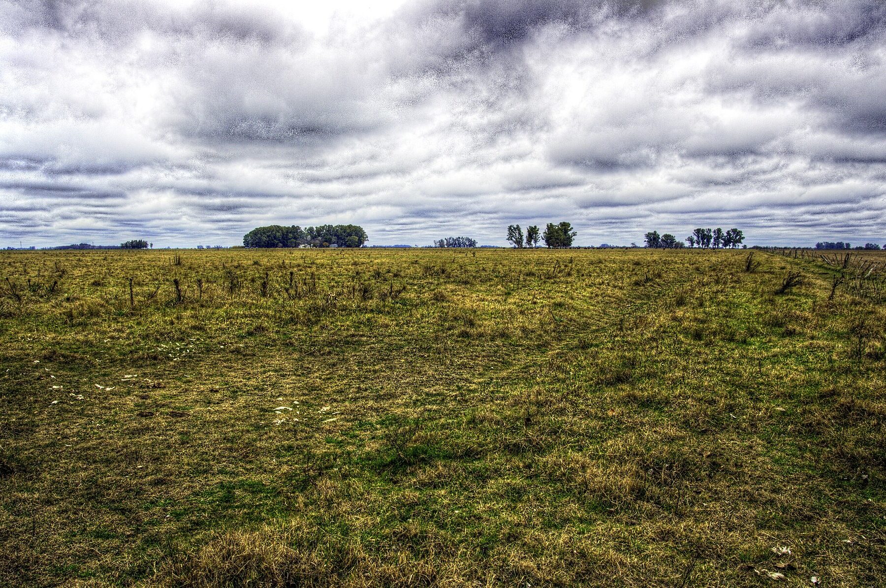 Flat green and yellow pasture under a cloudy sky, with fence posts and clumps of trees on the horizon