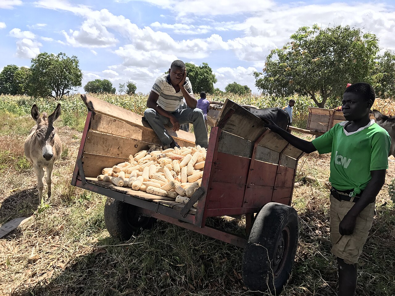 Two young men beside a wooden cart loaded with maize cobs and a donkey in a maize field in Chikwawa, Malawi