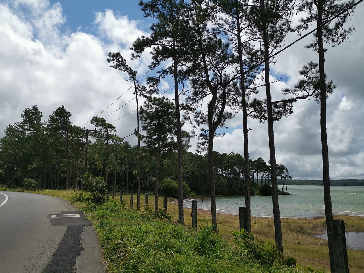 Pine trees along a road beside the Mare aux Vacoas reservoir in the Mauritius highlands.
