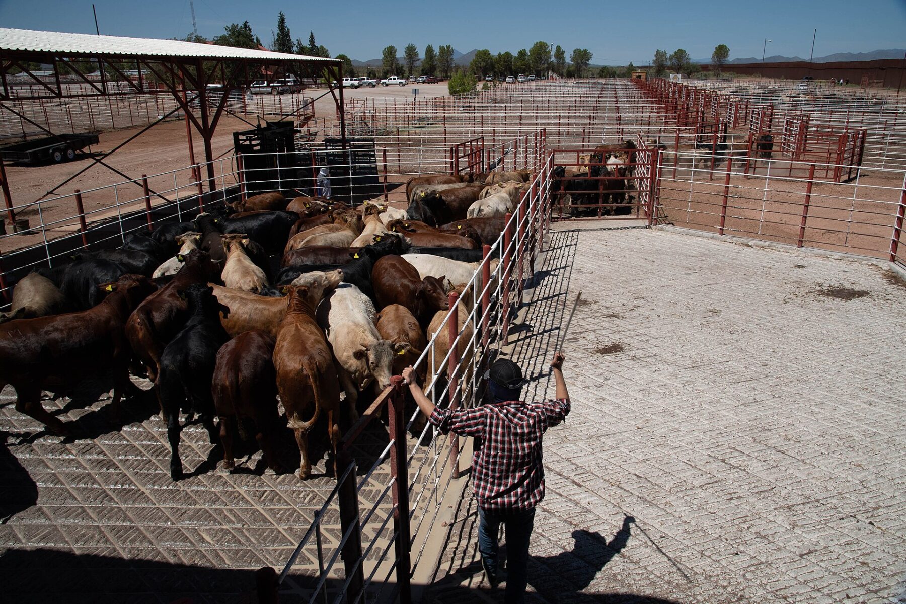 Mexican cattle in holding pens at the Douglas, Arizona port of entry with the border fence in the background
