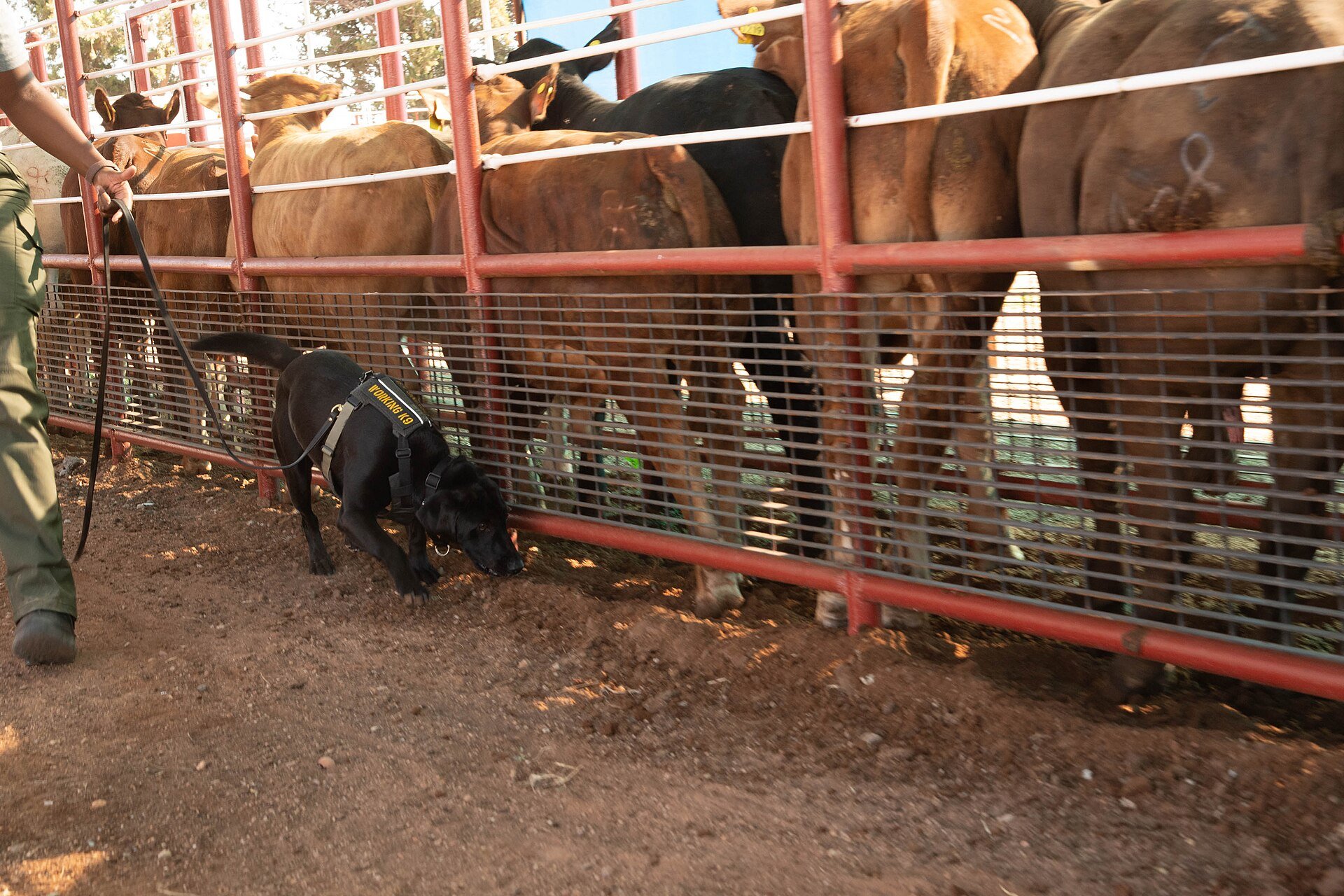 A black working dog sniffs along a metal cattle trailer loaded with cattle at the Douglas, Arizona port of entry