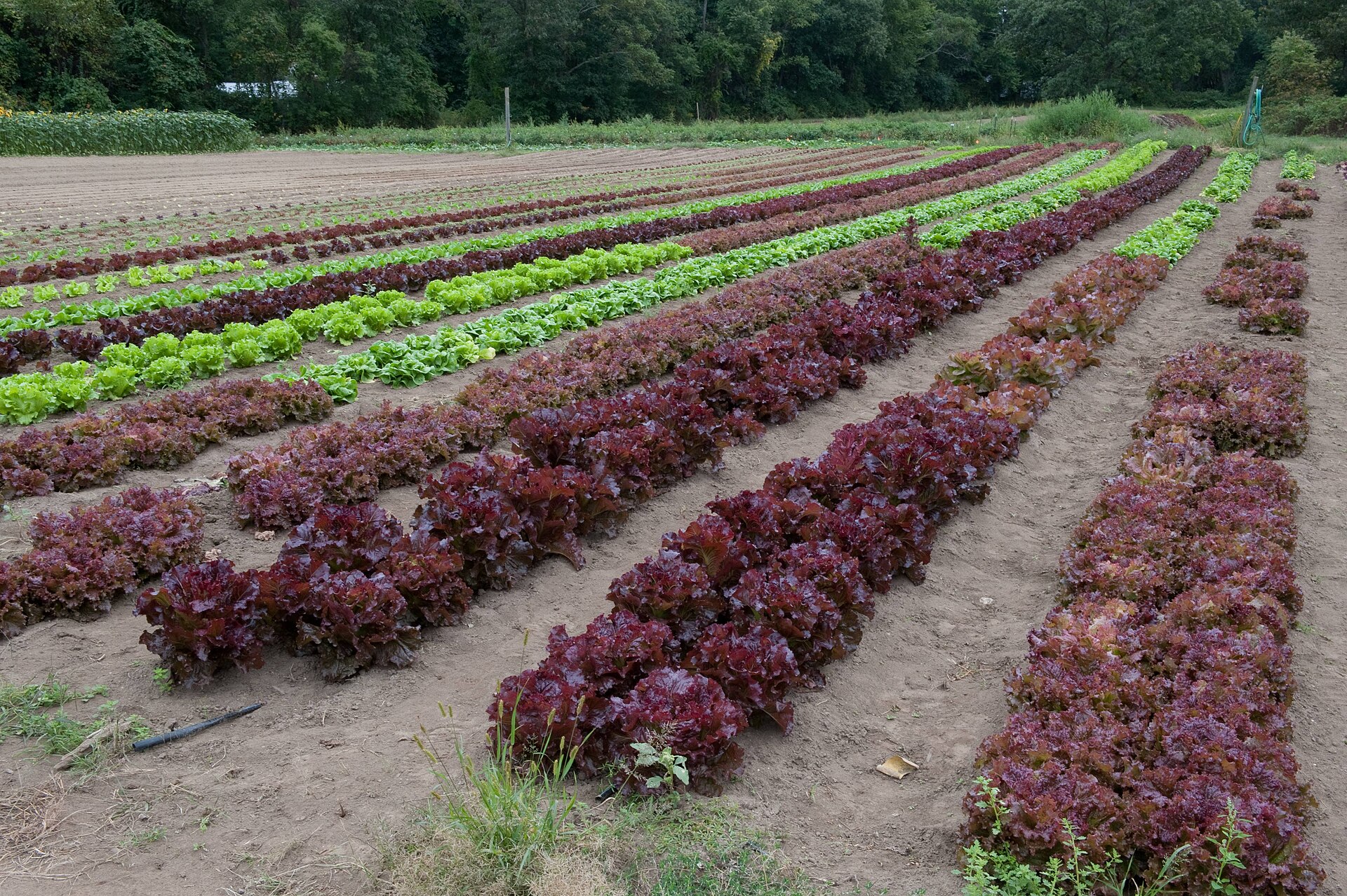 Rows of red and green leaf lettuce growing on a farm
