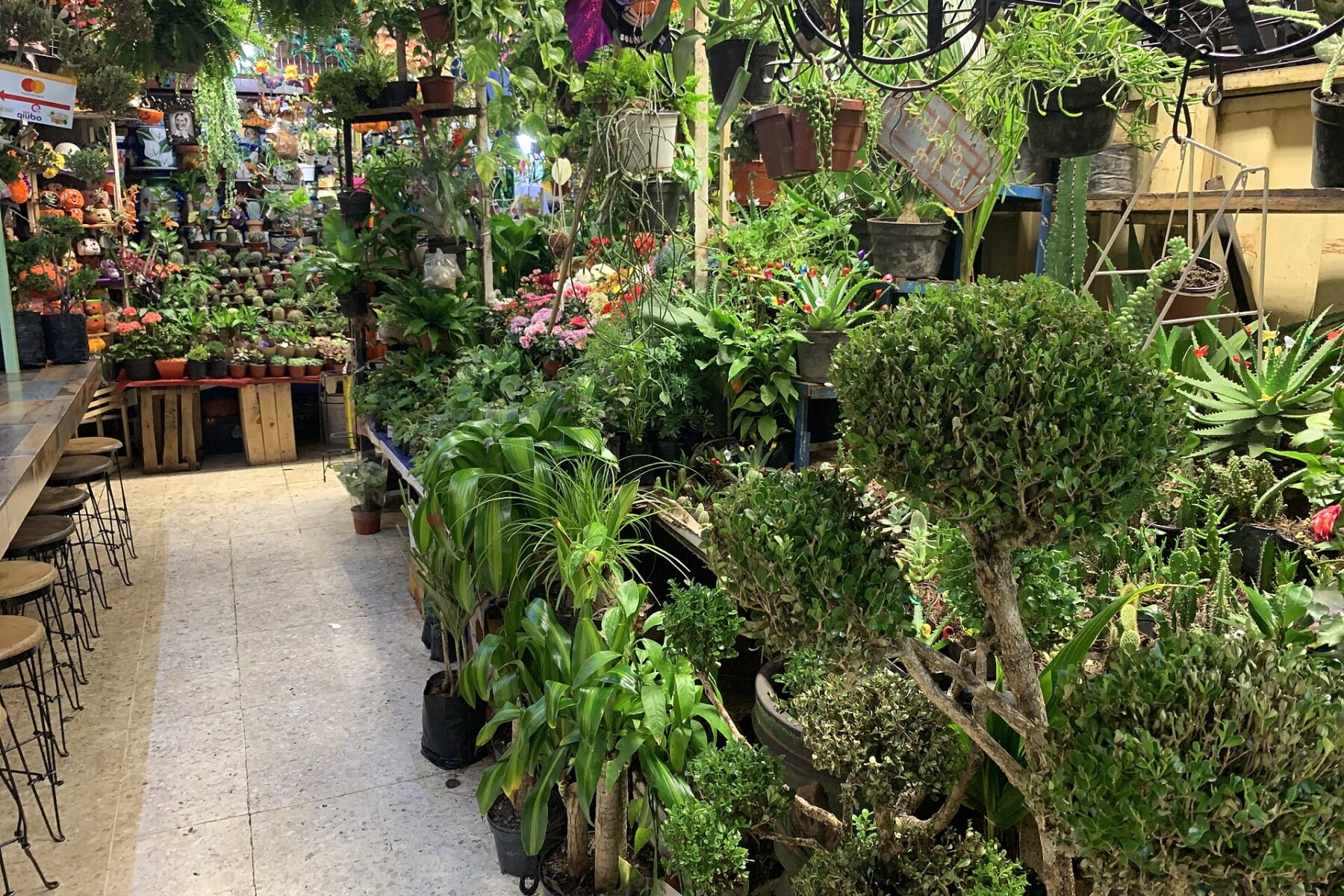 Plant stalls and potted trees in the Coyoacán market in Mexico City