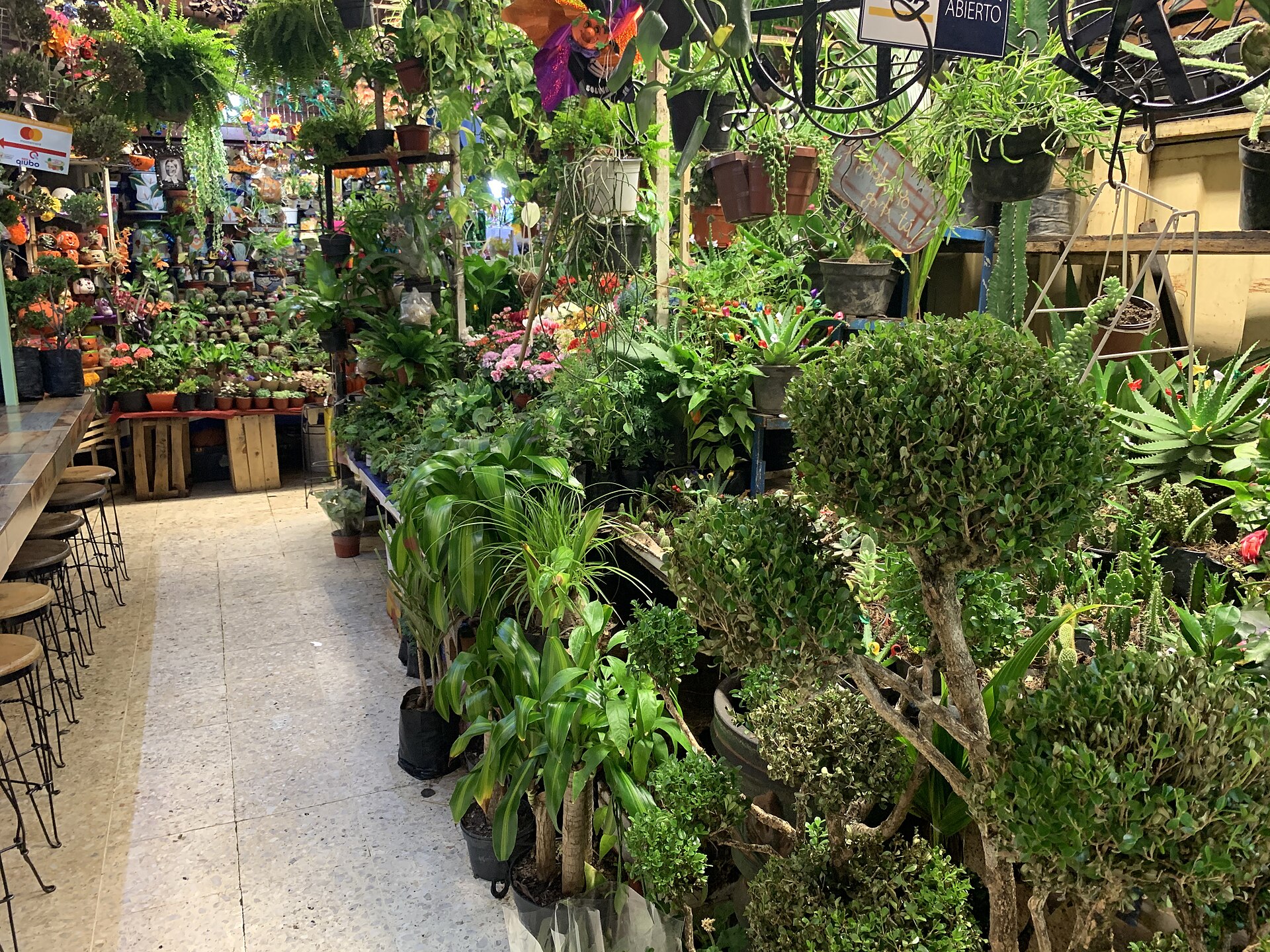 Plant stalls and potted trees in the Coyoacán market in Mexico City