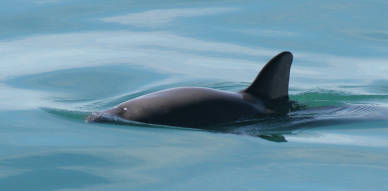 A vaquita porpoise, a small dark grey porpoise with a triangular dorsal fin, surfacing in calm blue-green water