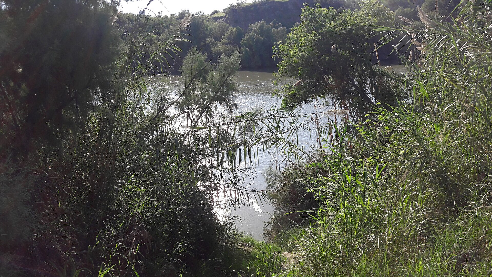 The Rio Grande seen through reeds and trees near Laredo, Texas, on the border with Mexico