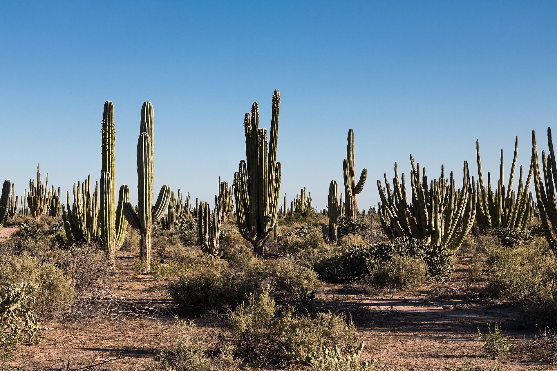 Tall cardón and organ-pipe cacti under a blue sky in the Sonoran Desert near Bahía de Kino, Sonora, Mexico