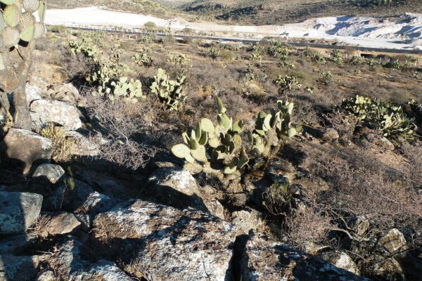 Scrubland with prickly pear cacti and a pale excavated hillside beside a road northwest of Sombrerete, Zacatecas, Mexico