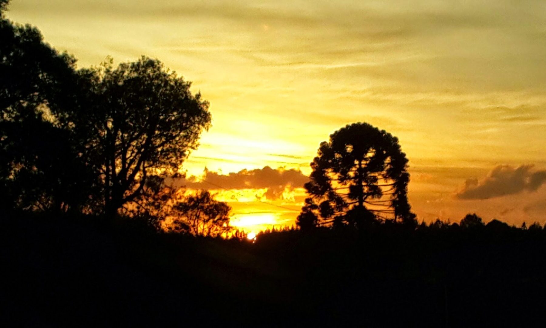 Sunset sky behind dark silhouetted trees, including a Paraná pine, on a hillside in western Santa Catarina