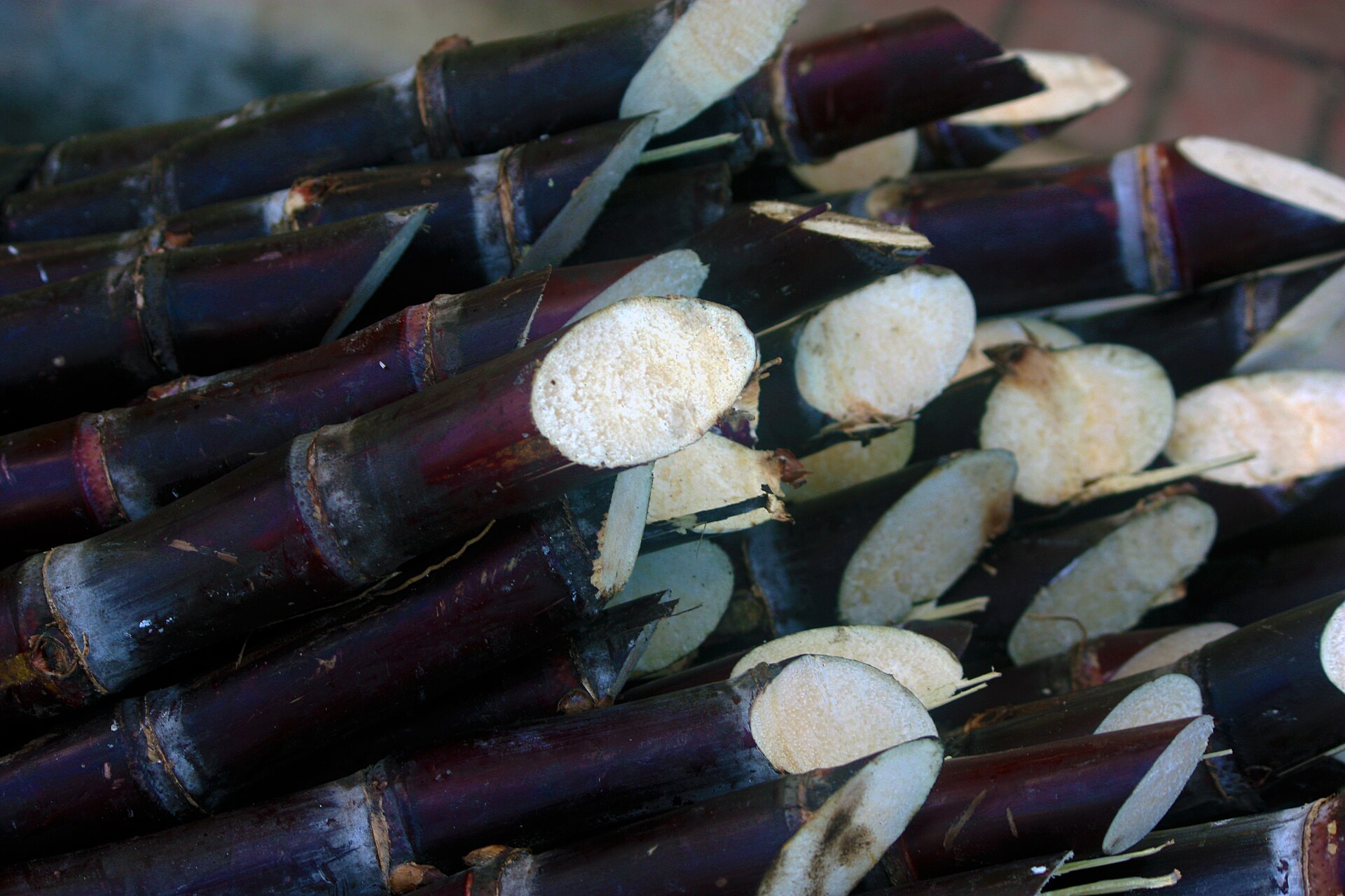 Close-up of a pile of cut dark purple sugarcane stalks showing their pale fibrous ends