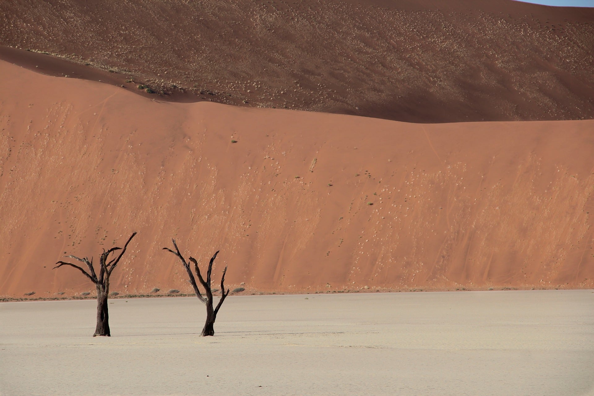Two dead trees stand on a pale clay pan in front of a tall red sand dune in the Namibian desert