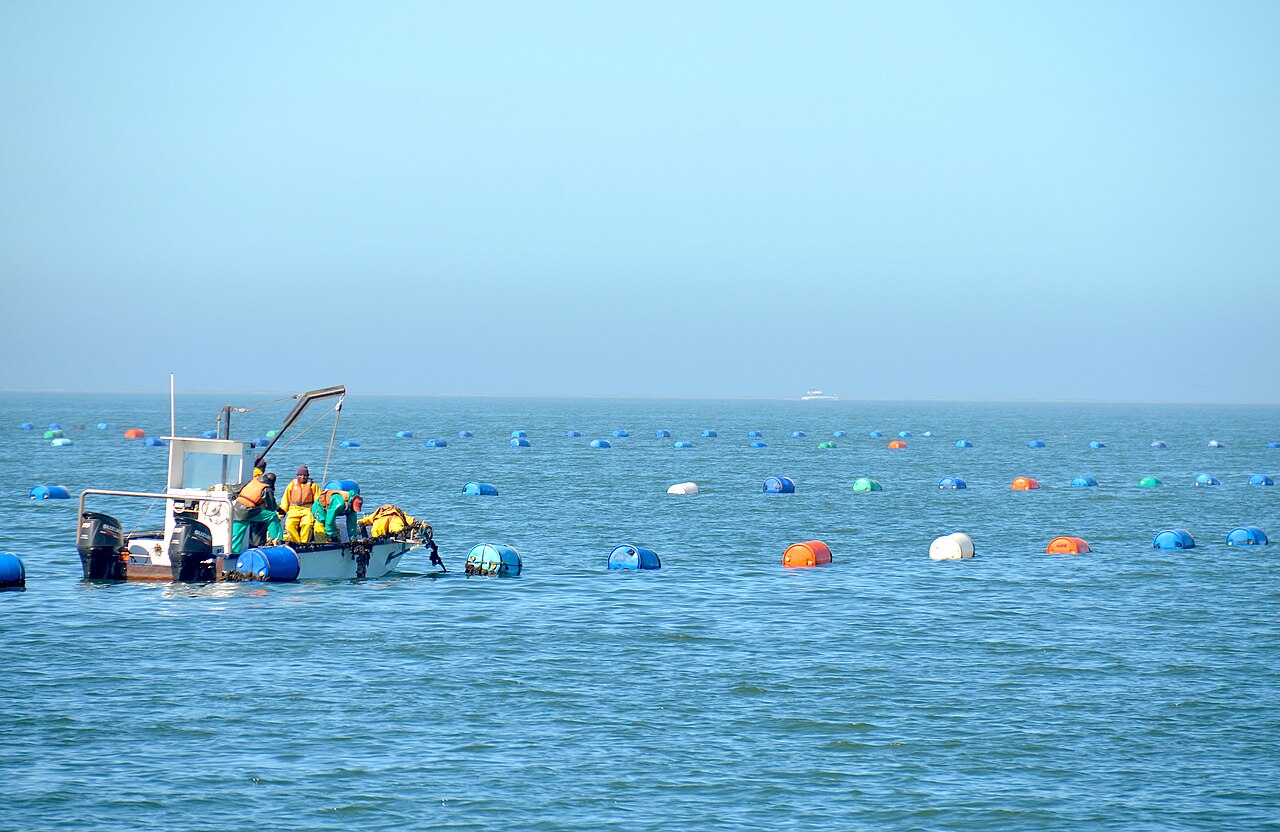 A small boat with four workers in yellow oilskins tending rows of blue, orange and white floats on calm water at an oyster farm.