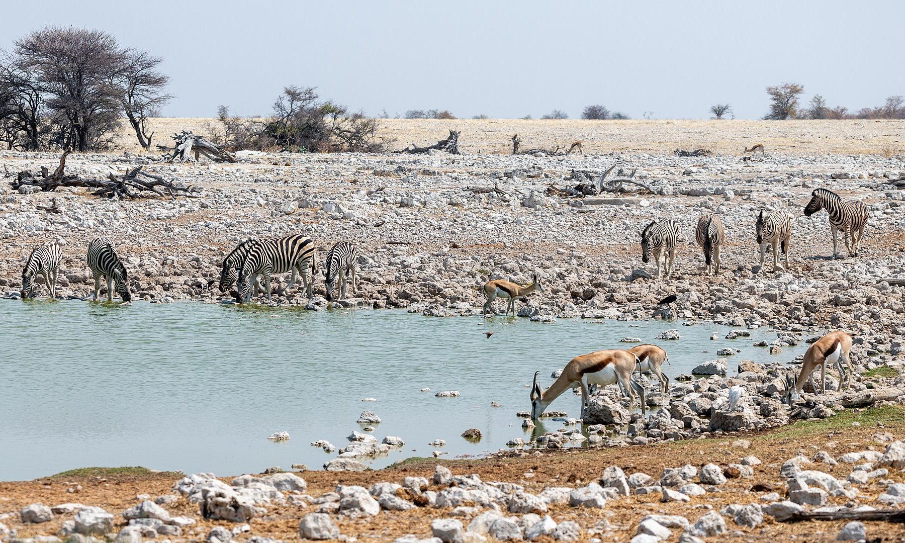 Zebras and springboks drinking at the Okaukuejo waterhole in Etosha National Park, Namibia