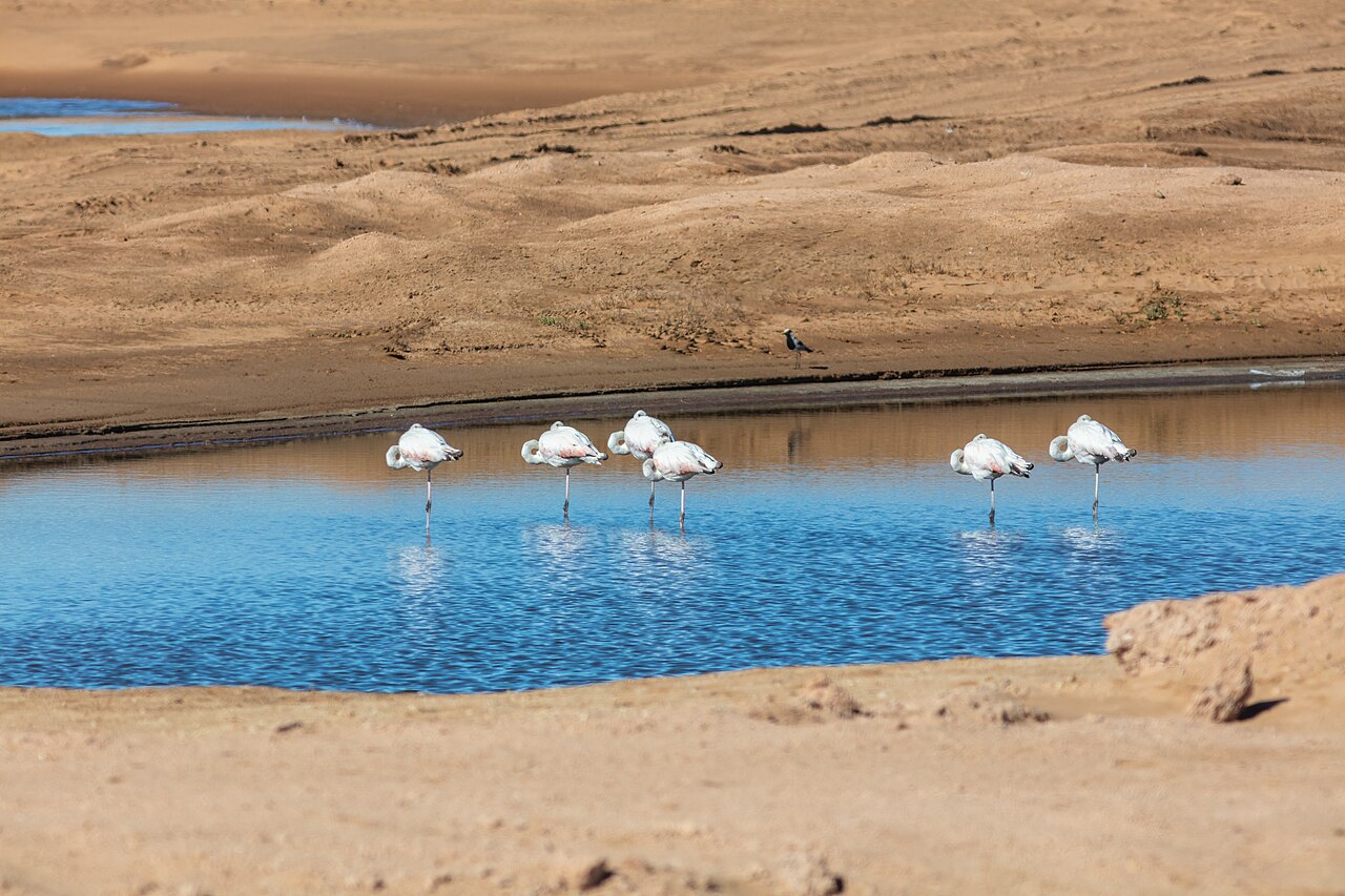 Greater flamingos standing in a shallow pool at Walvis Bay, Namibia