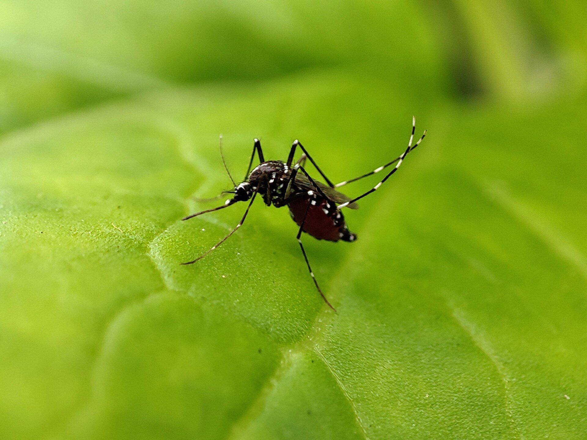 A dark Aedes aegypti mosquito with white leg bands resting on a bright green leaf