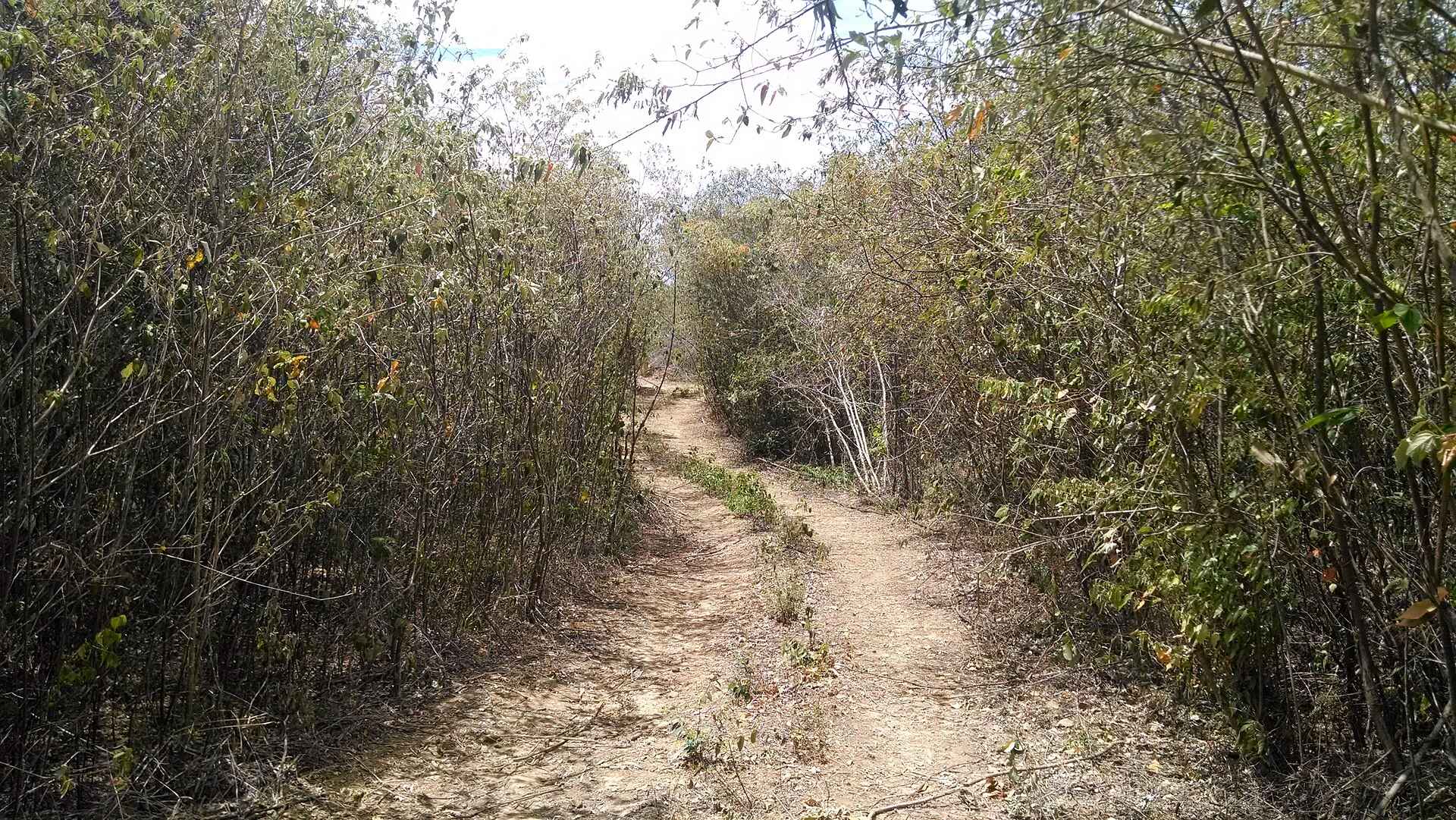 A narrow dirt track running between dense dry scrub and bushes under a pale sky