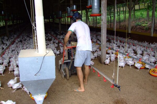A worker walks through a broiler poultry house in Santa Catarina, Brazil, with many white chickens on the floor and feed hoppers overhead