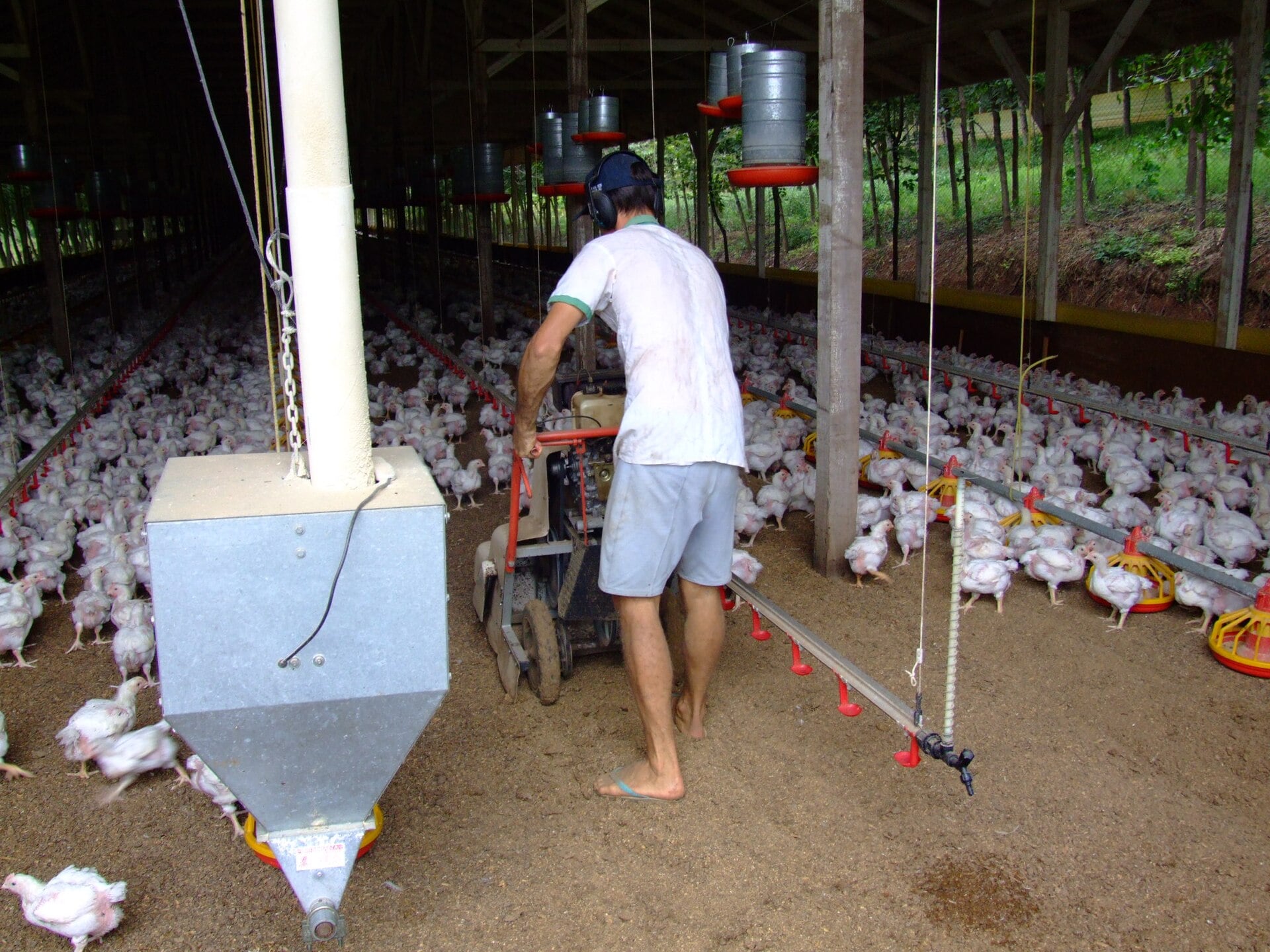 A worker walks through a broiler poultry house in Santa Catarina, Brazil, with many white chickens on the floor and feed hoppers overhead