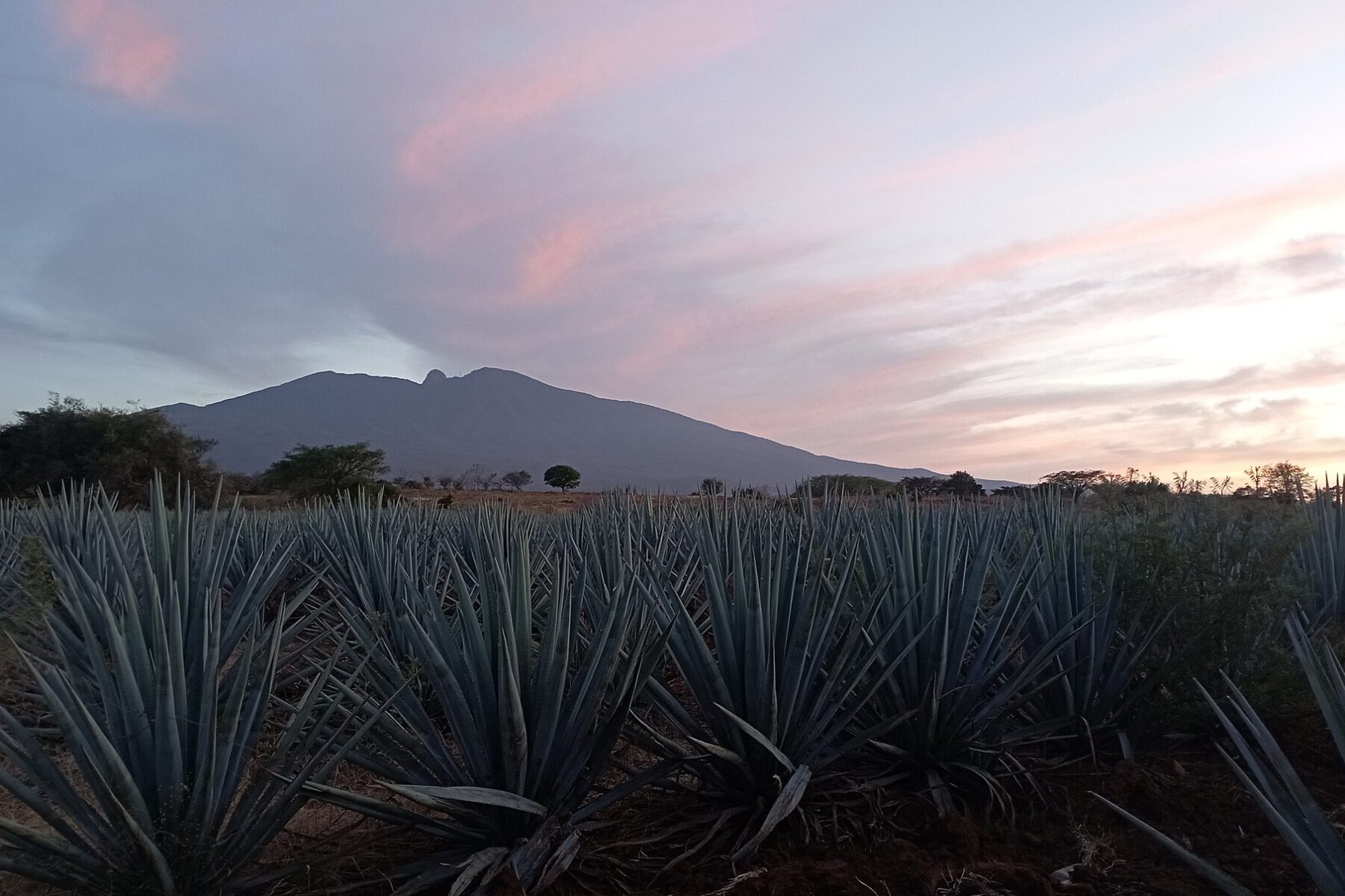 Rows of blue agave plants in a field in Tequila, Jalisco, with a volcano and a pink-tinged sky behind