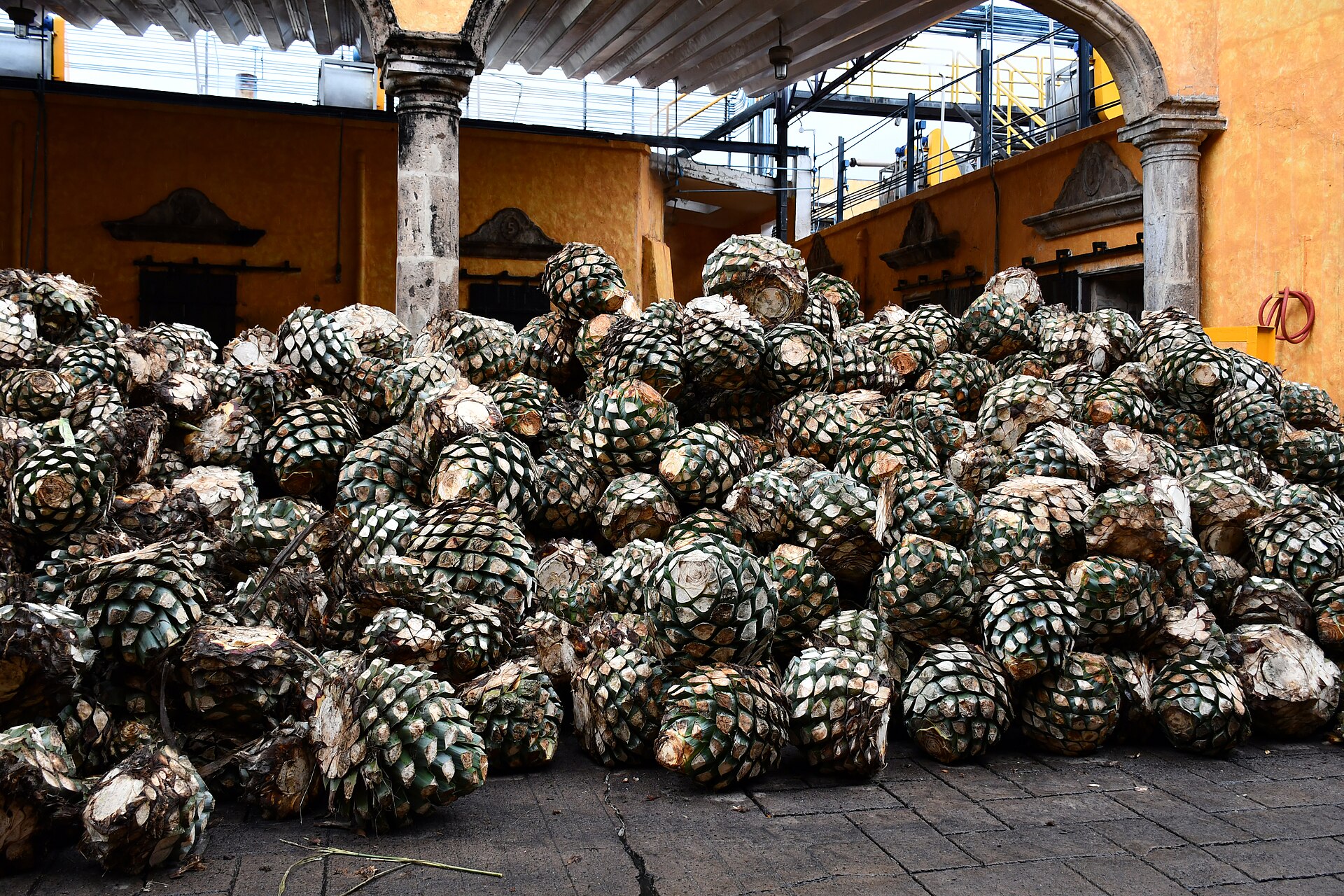 A large pile of harvested agave hearts on a paved courtyard in front of yellow colonial buildings