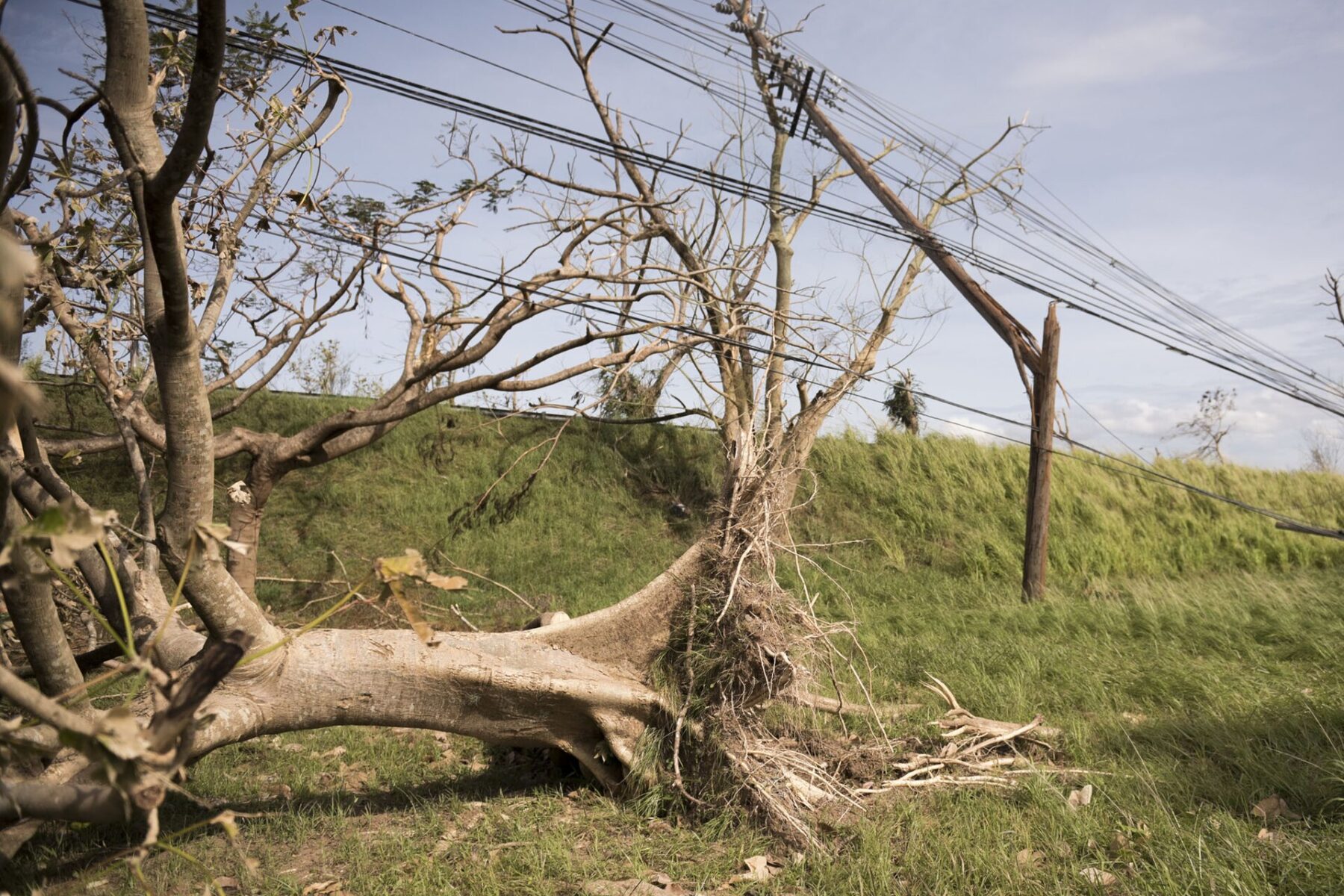 Power lines and a leaning utility pole beside a fallen tree in Puerto Rico after Hurricane Maria in 2017